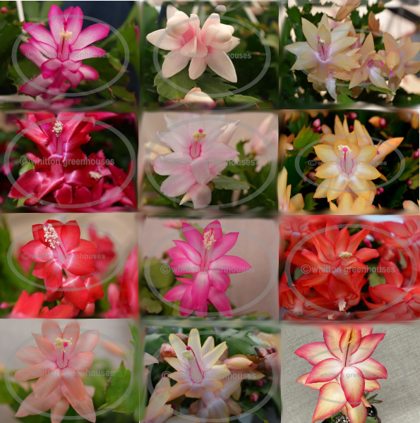 (image for) Thanksgiving/Christmas cactus cuttings assortment - 12 different unique varieties