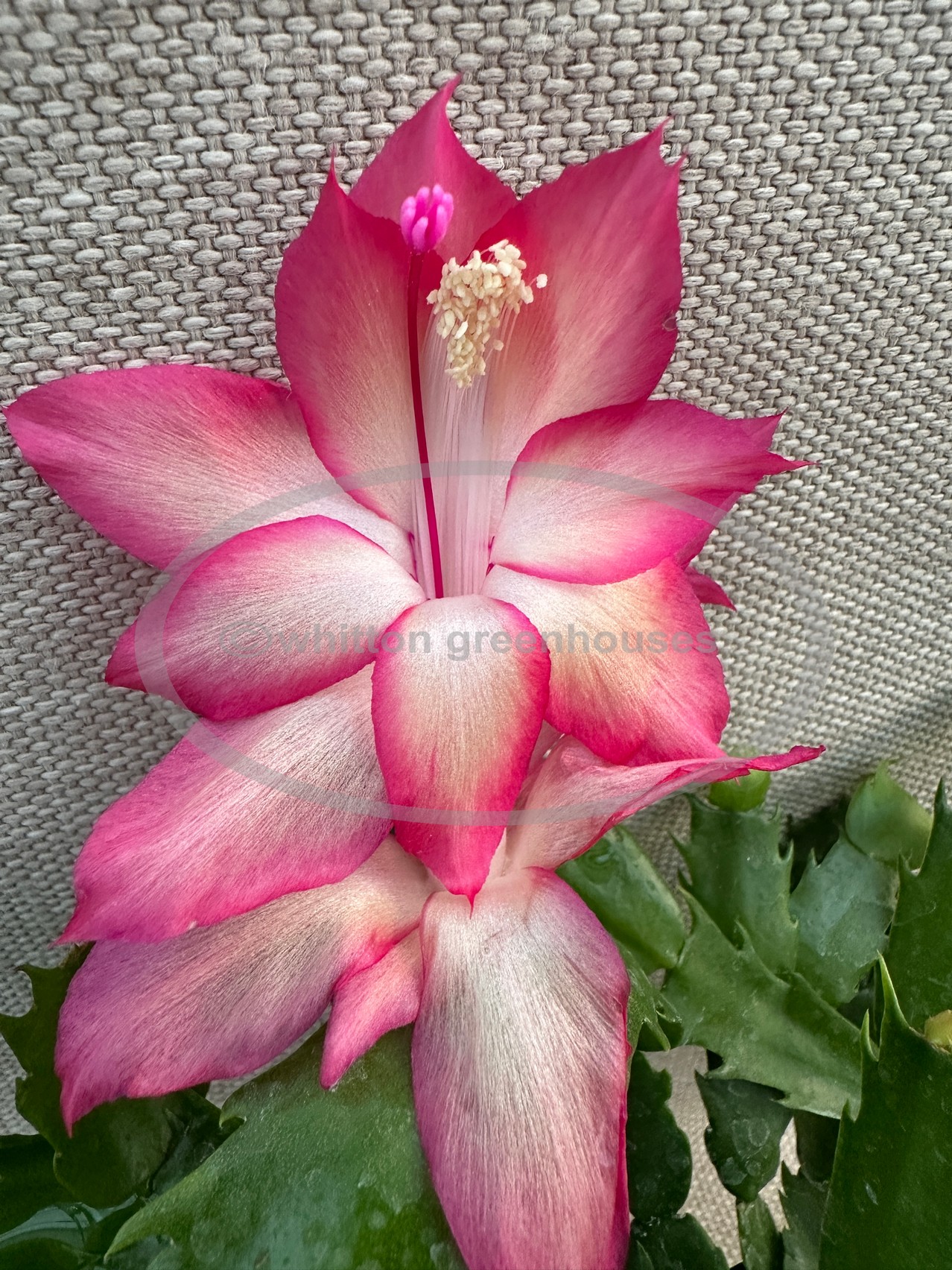 Autumn Dawn : Whitton Greenhouses, Holiday Cactus