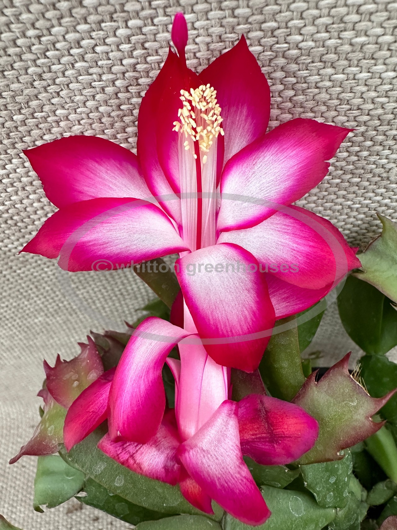 Persion Roses Persian Rose : Whitton Greenhouses, Holiday Cactus