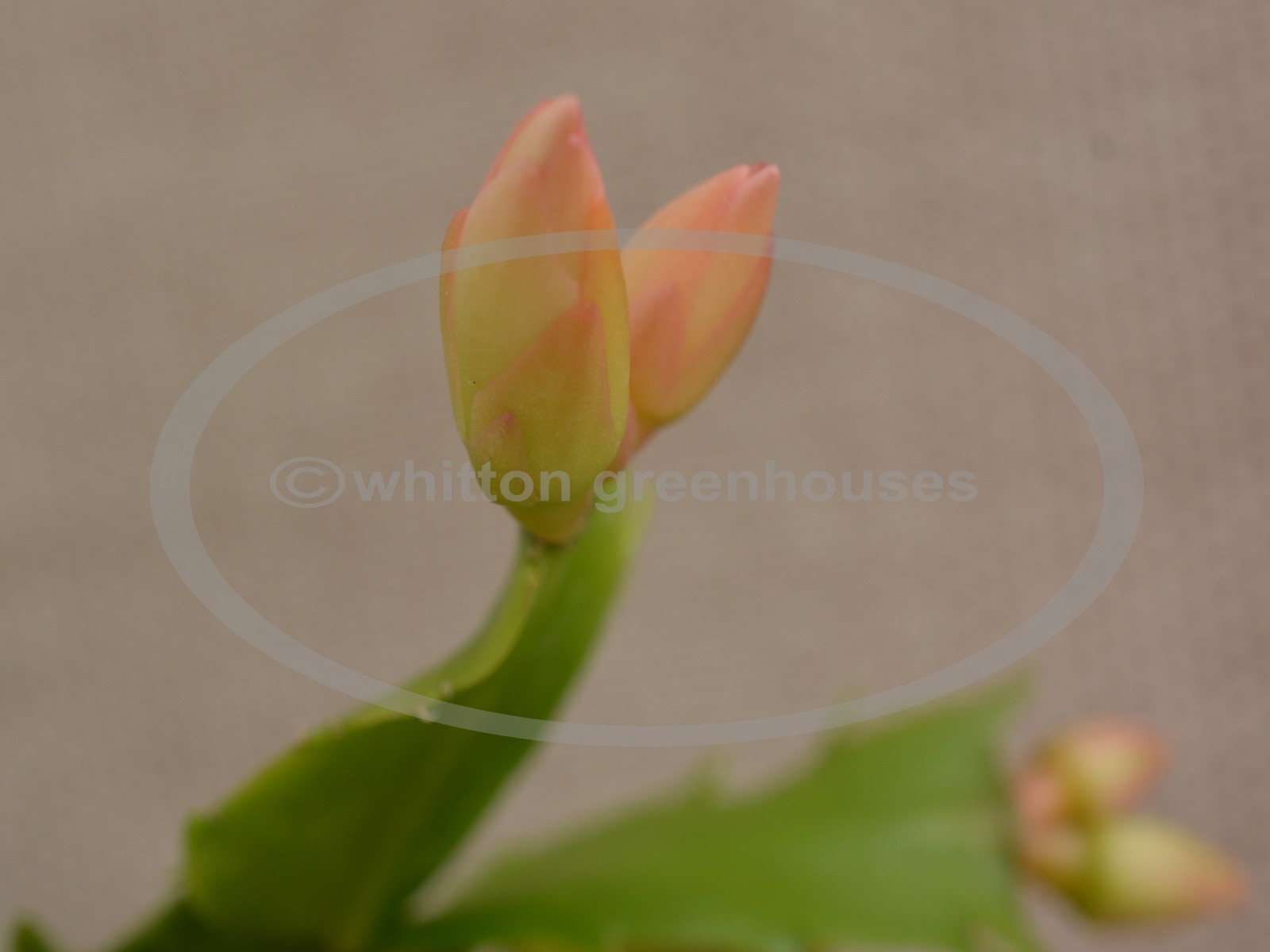 (image for) Yellow Emperor