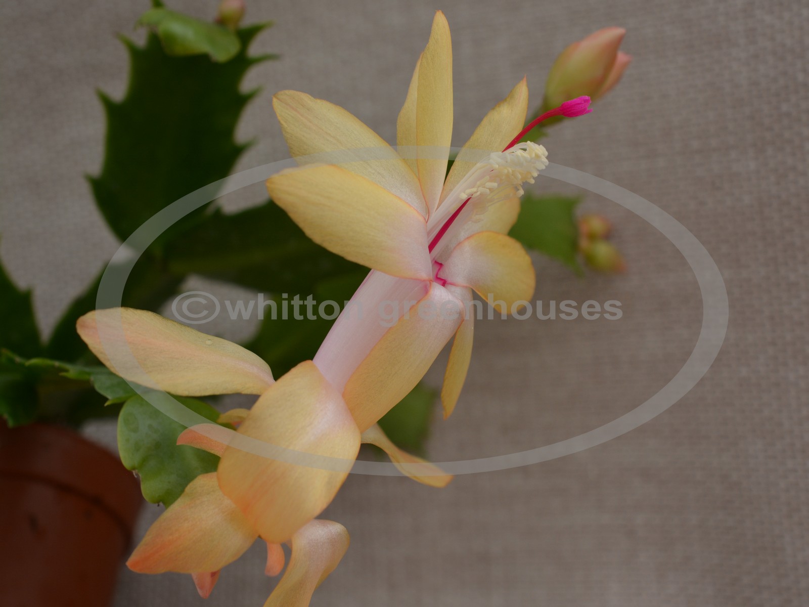 (image for) Yellow Emperor