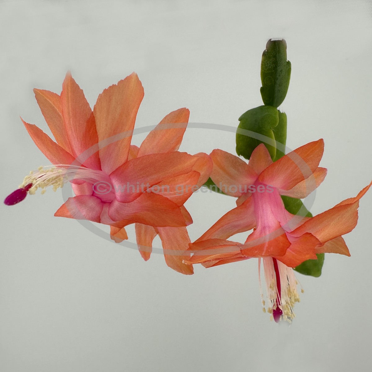 Ambrosia (image for) Ambrosia