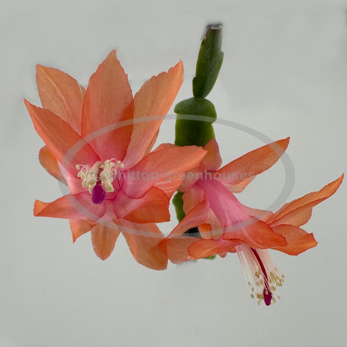 (image for) Ambrosia