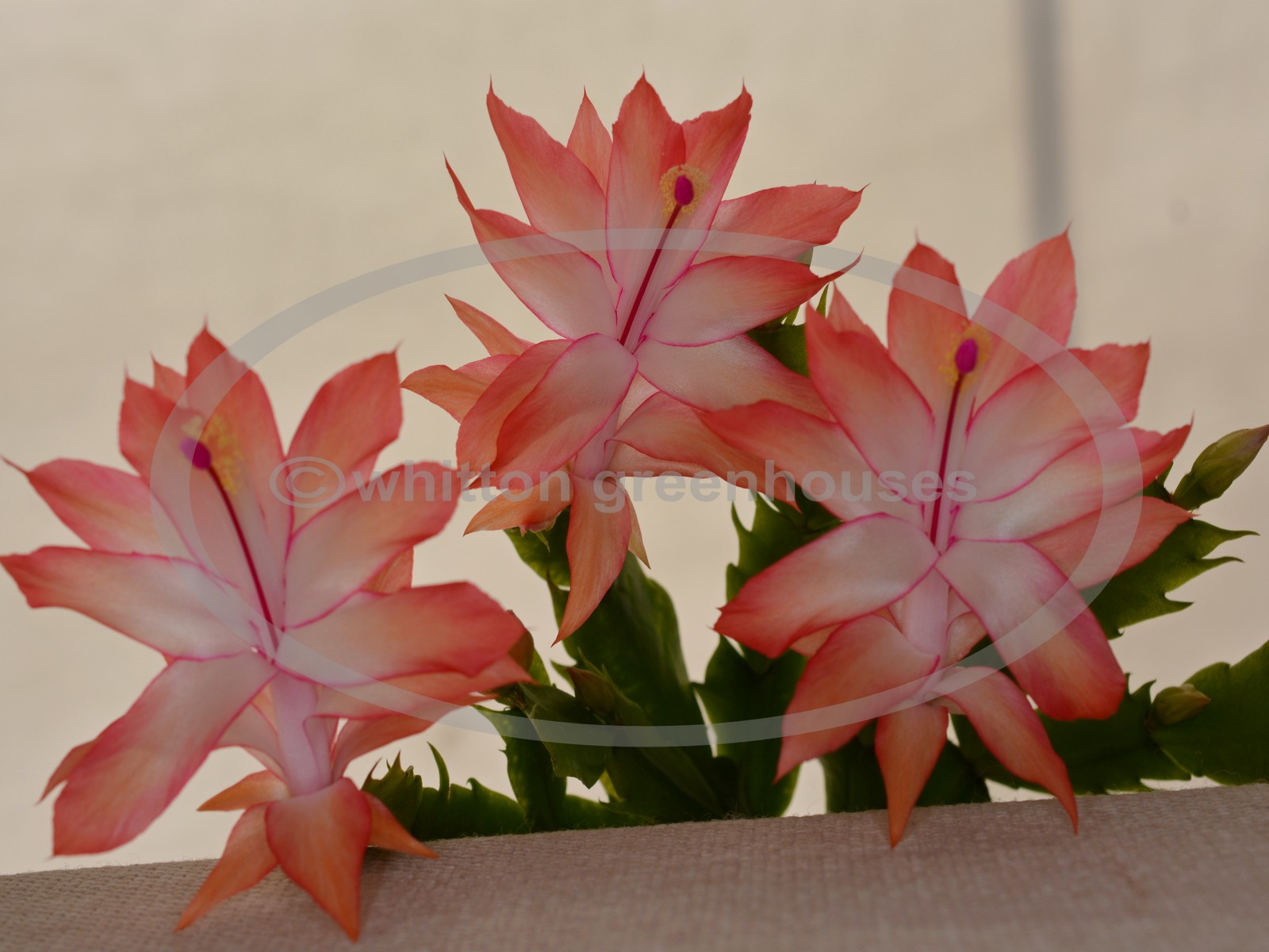 (image for) Coral Cascade