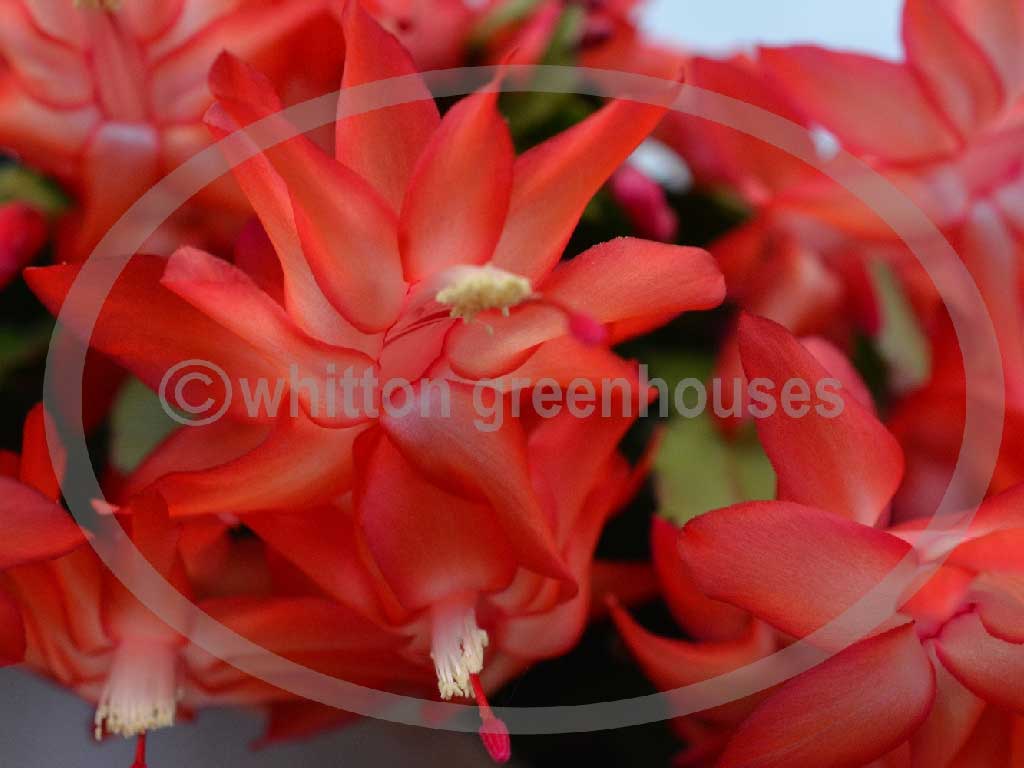 (image for) Exotic Dancer