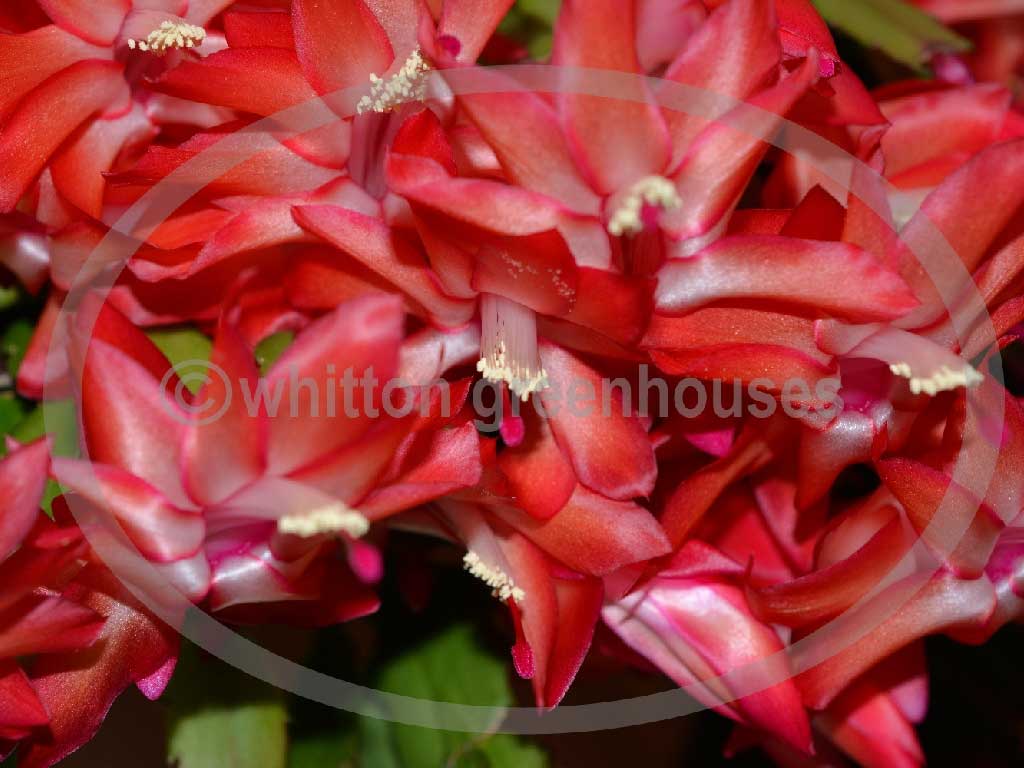 (image for) Exotic Dancer