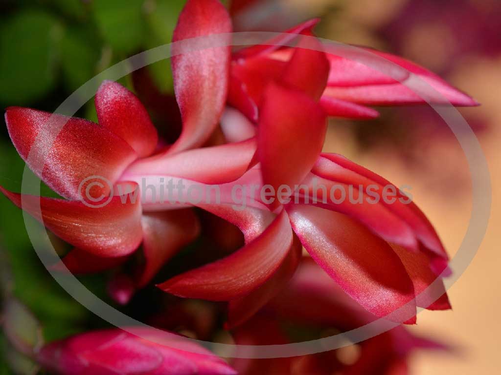 (image for) Exotic Dancer