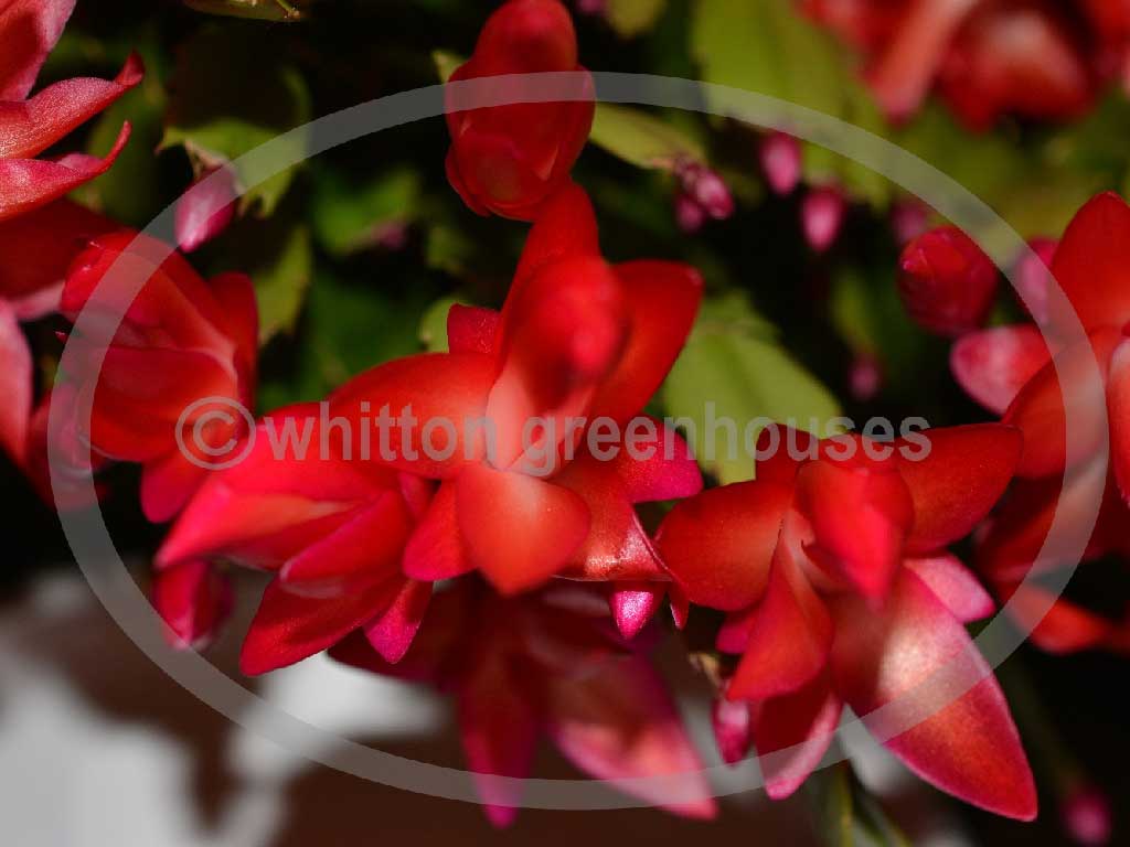 (image for) Exotic Dancer