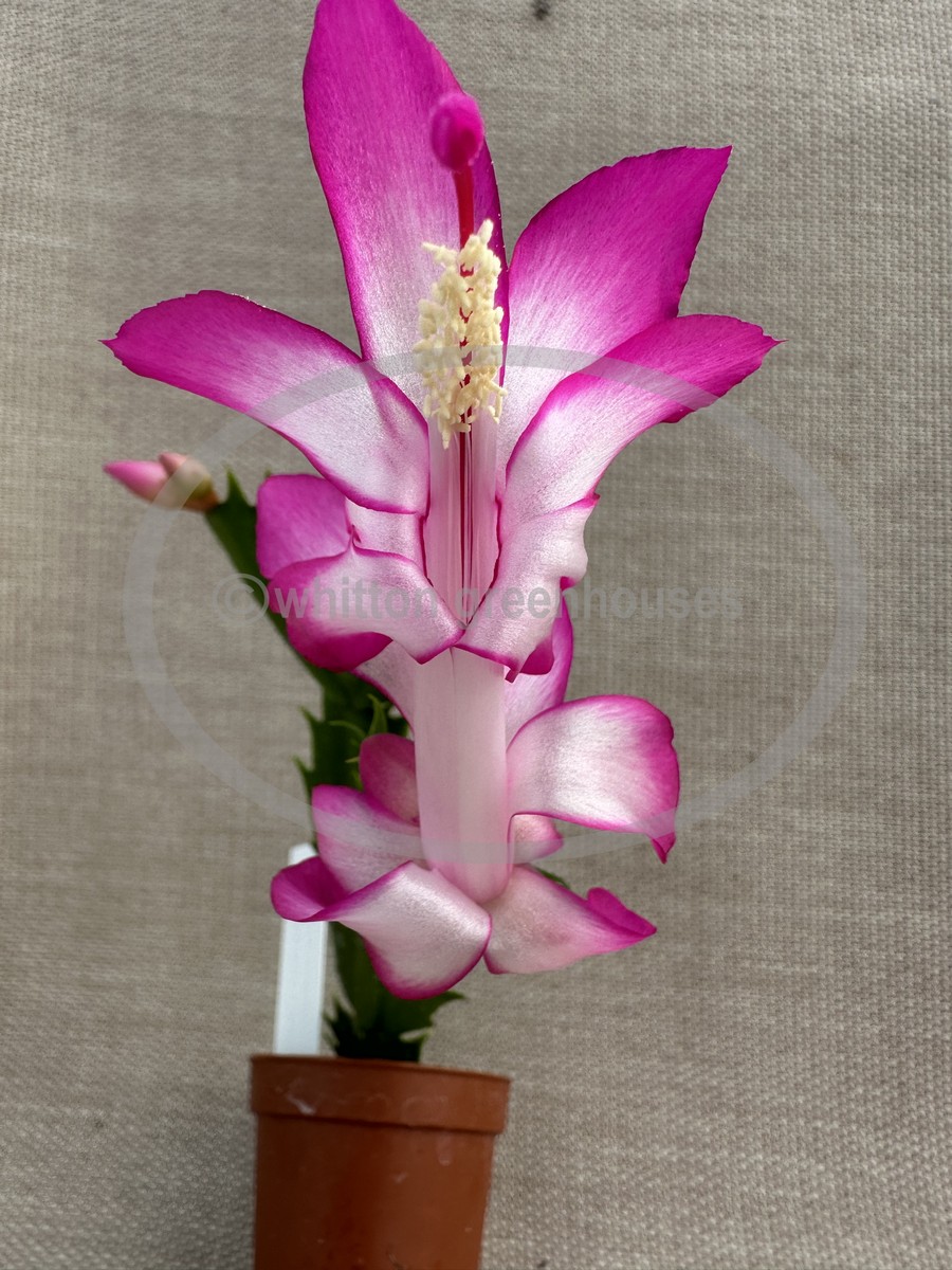 (image for) Hatherton Charm