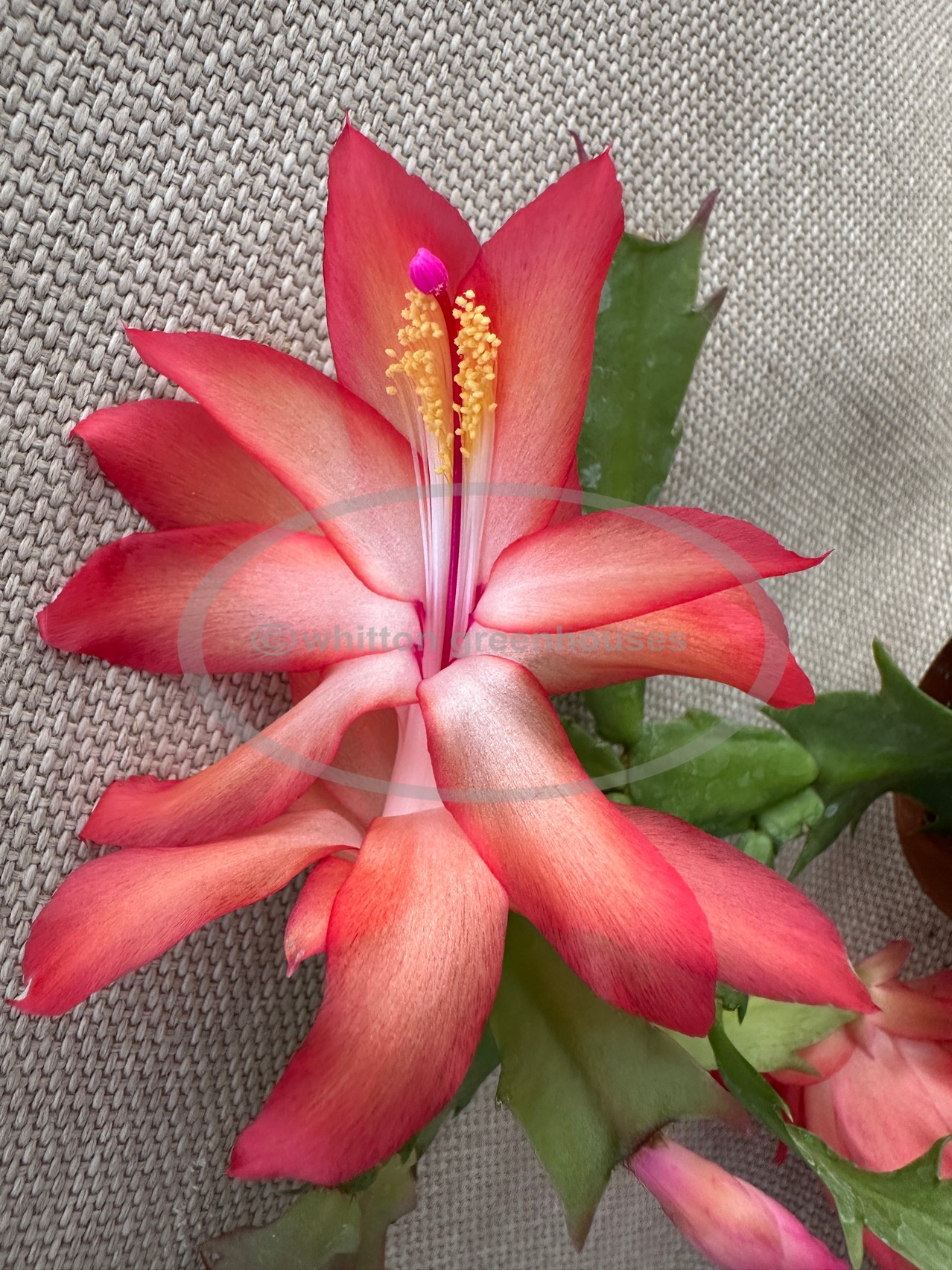 (image for) Hatherton Sunrise