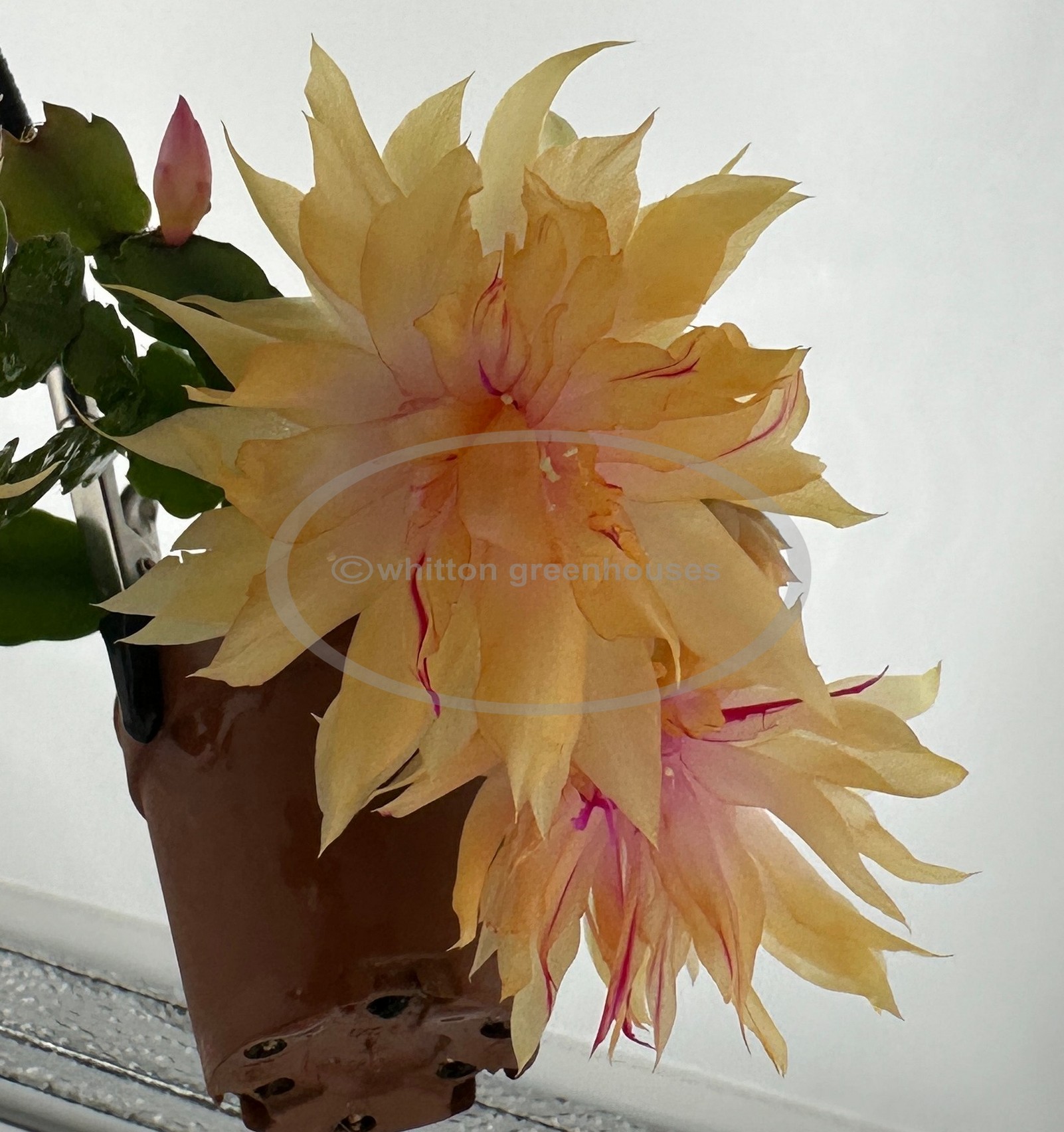 (image for) Laila Norman