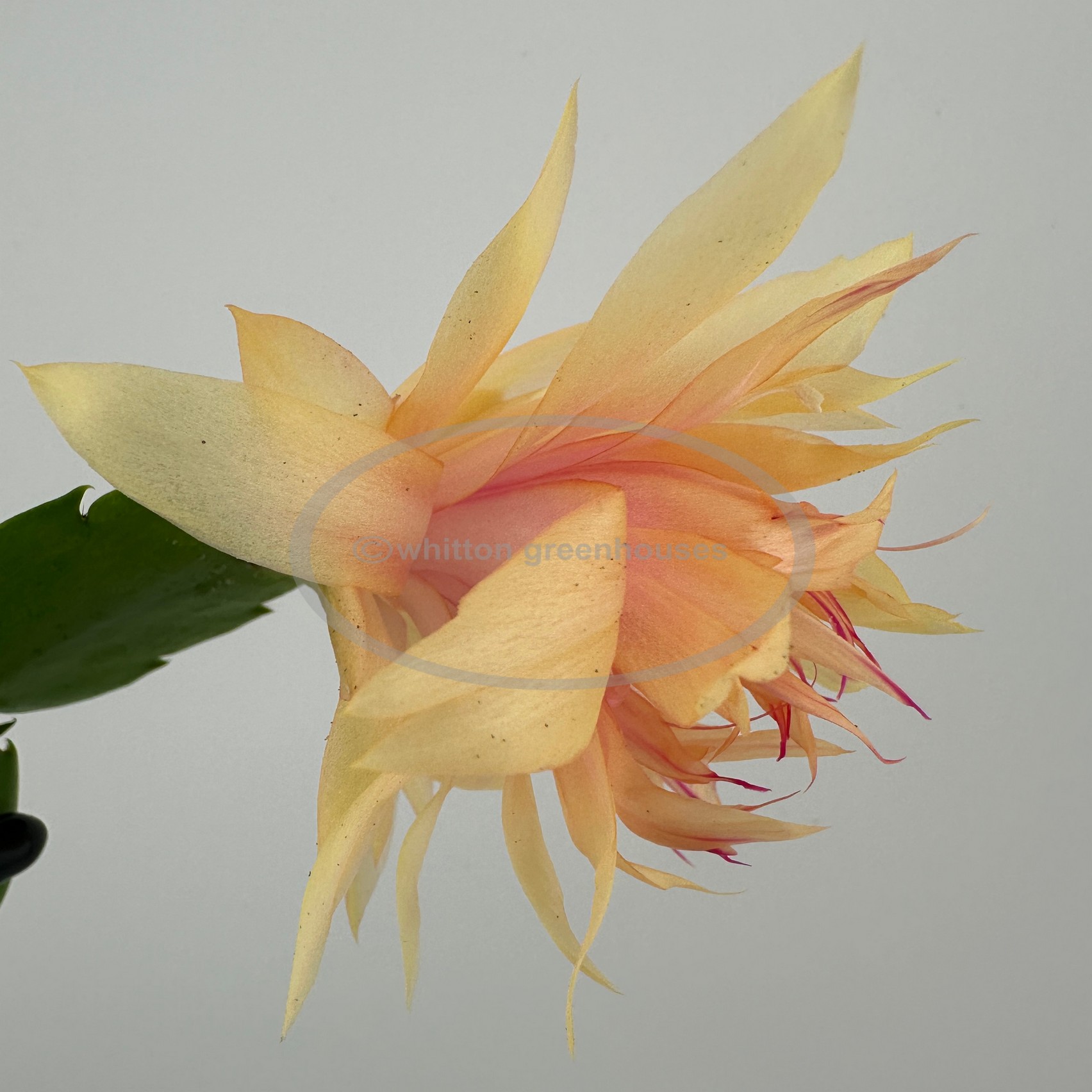 (image for) Laila Norman