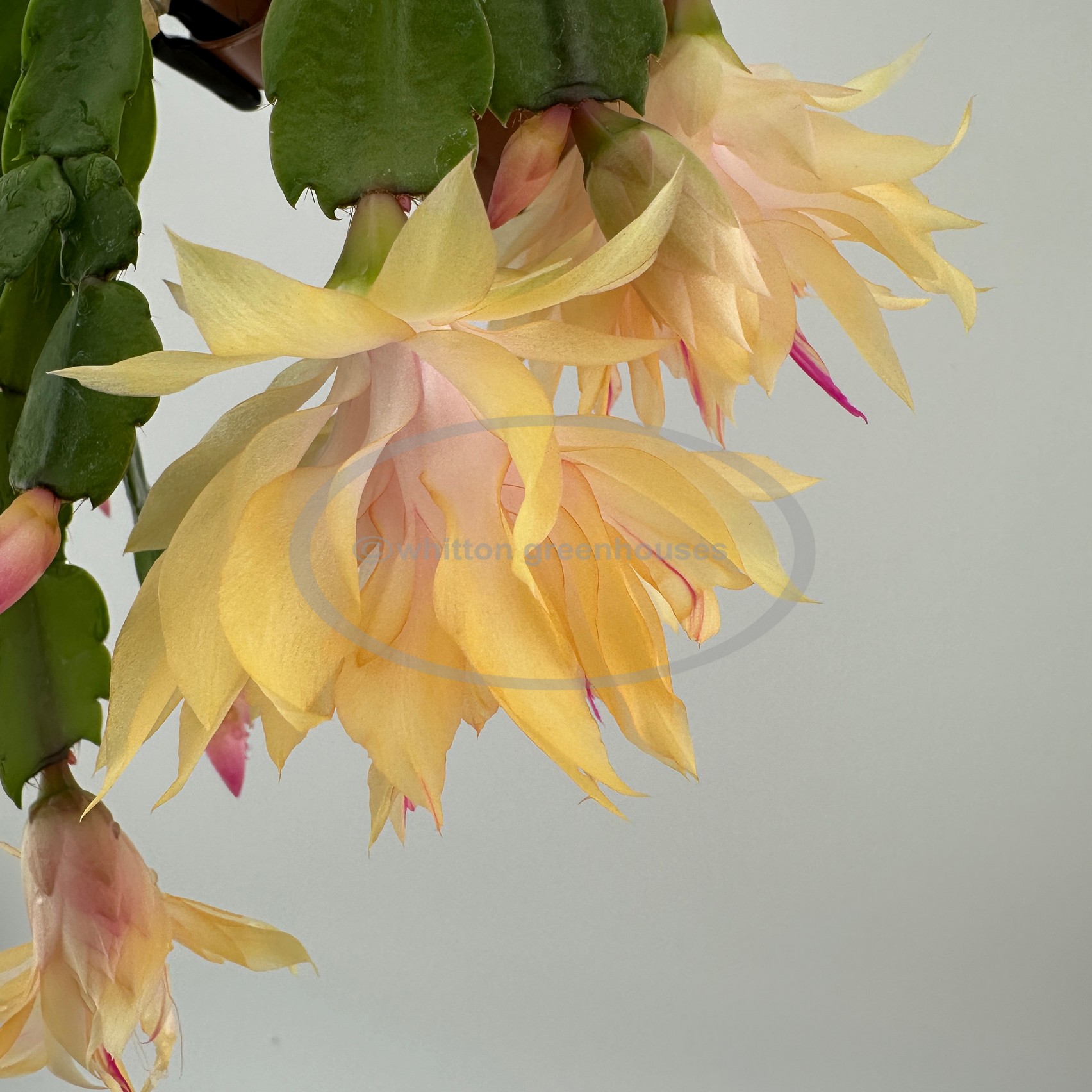 (image for) Laila Norman