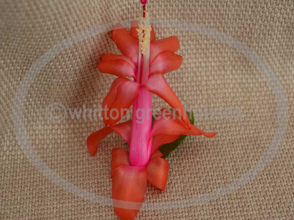 (image for) Larks Brazil