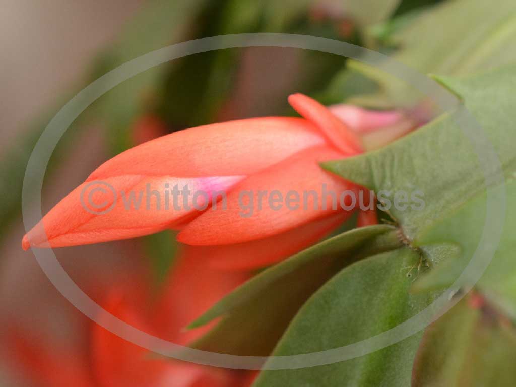 (image for) Larks Brazil