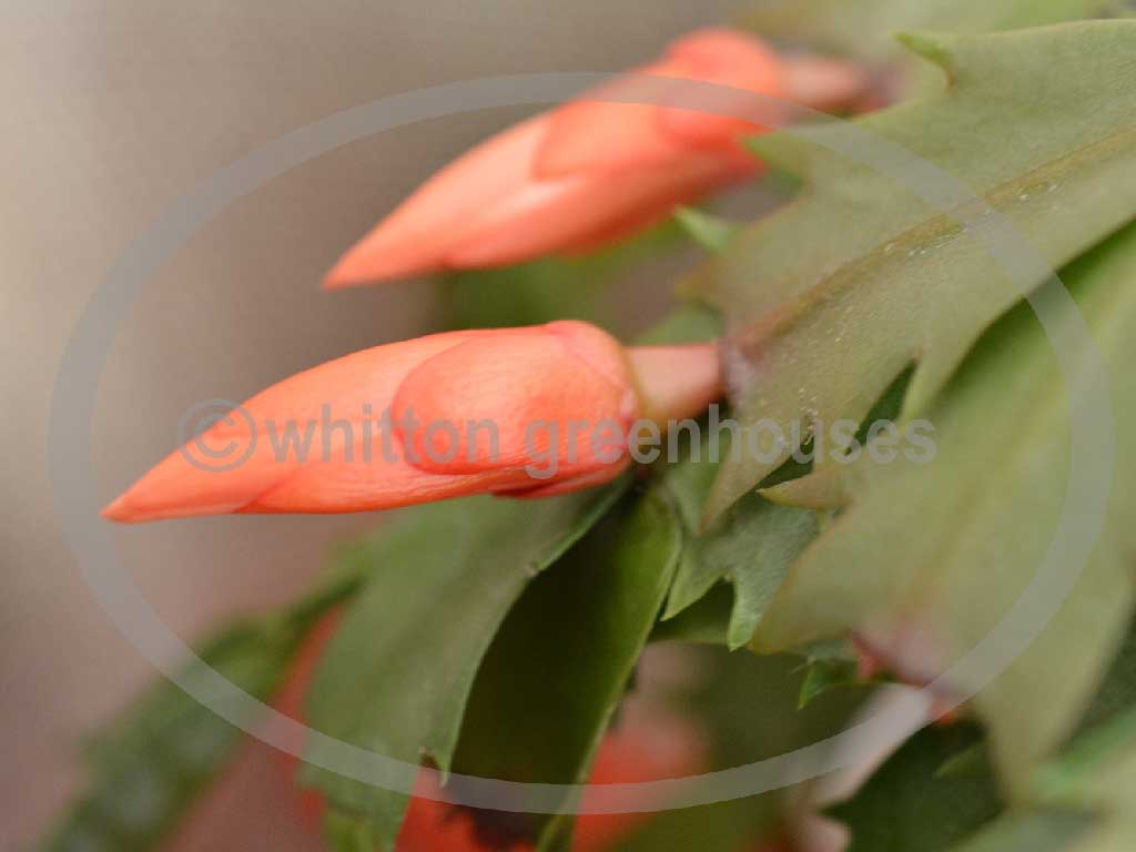 (image for) Larks Brazil