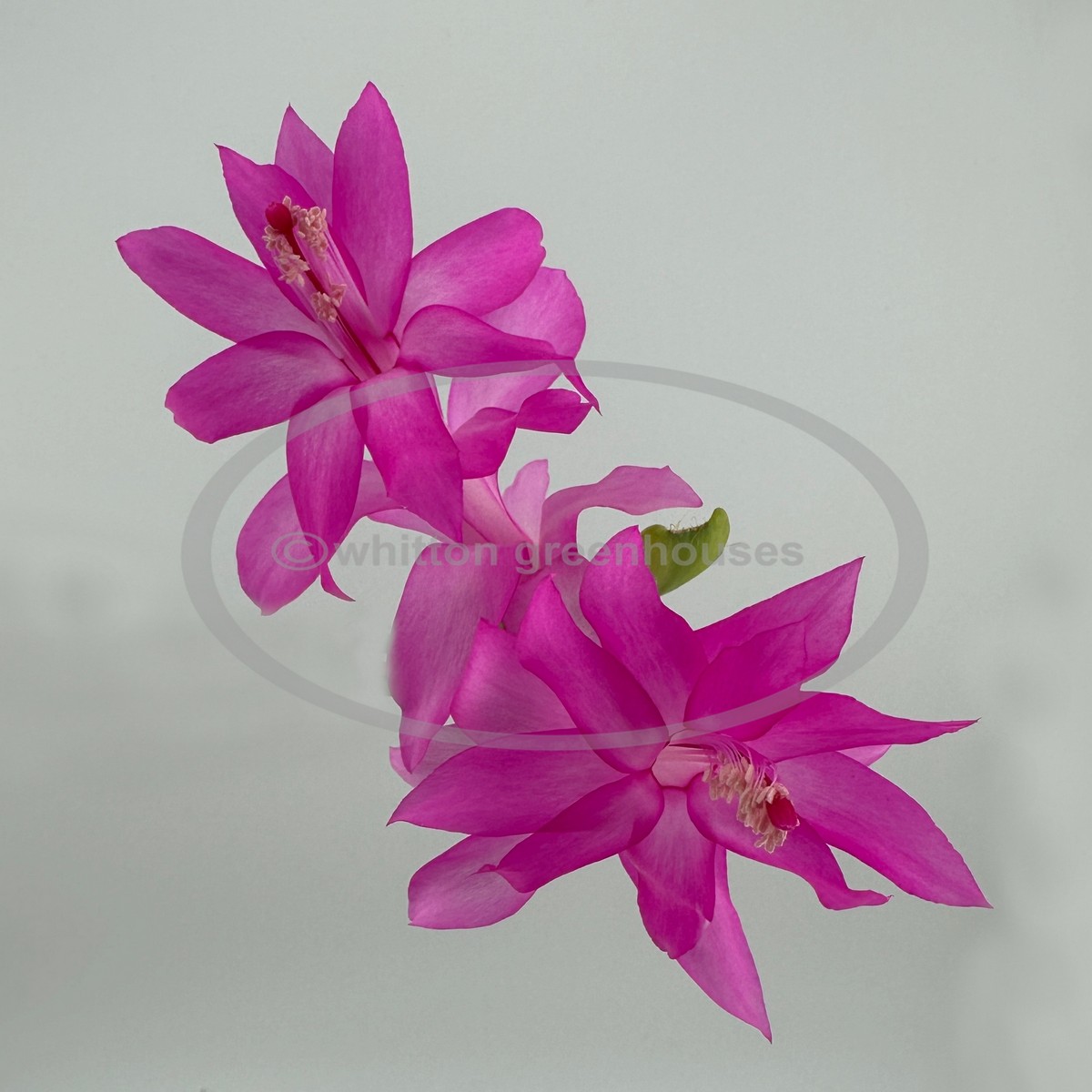 (image for) Lena Goodfellow 1