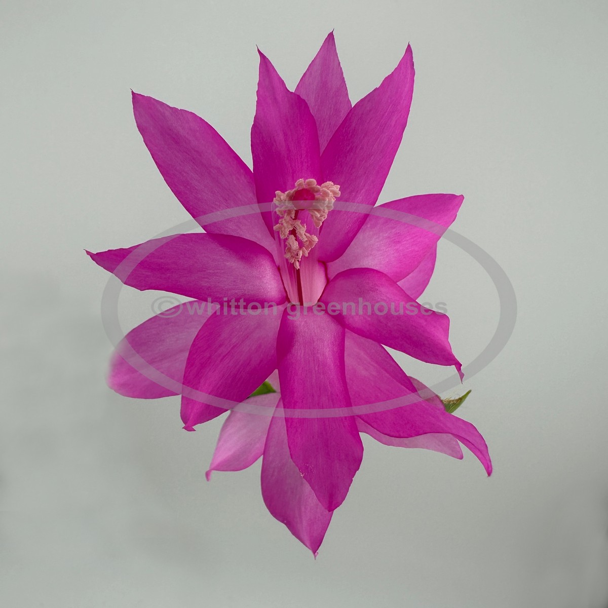 (image for) Lena Goodfellow 1