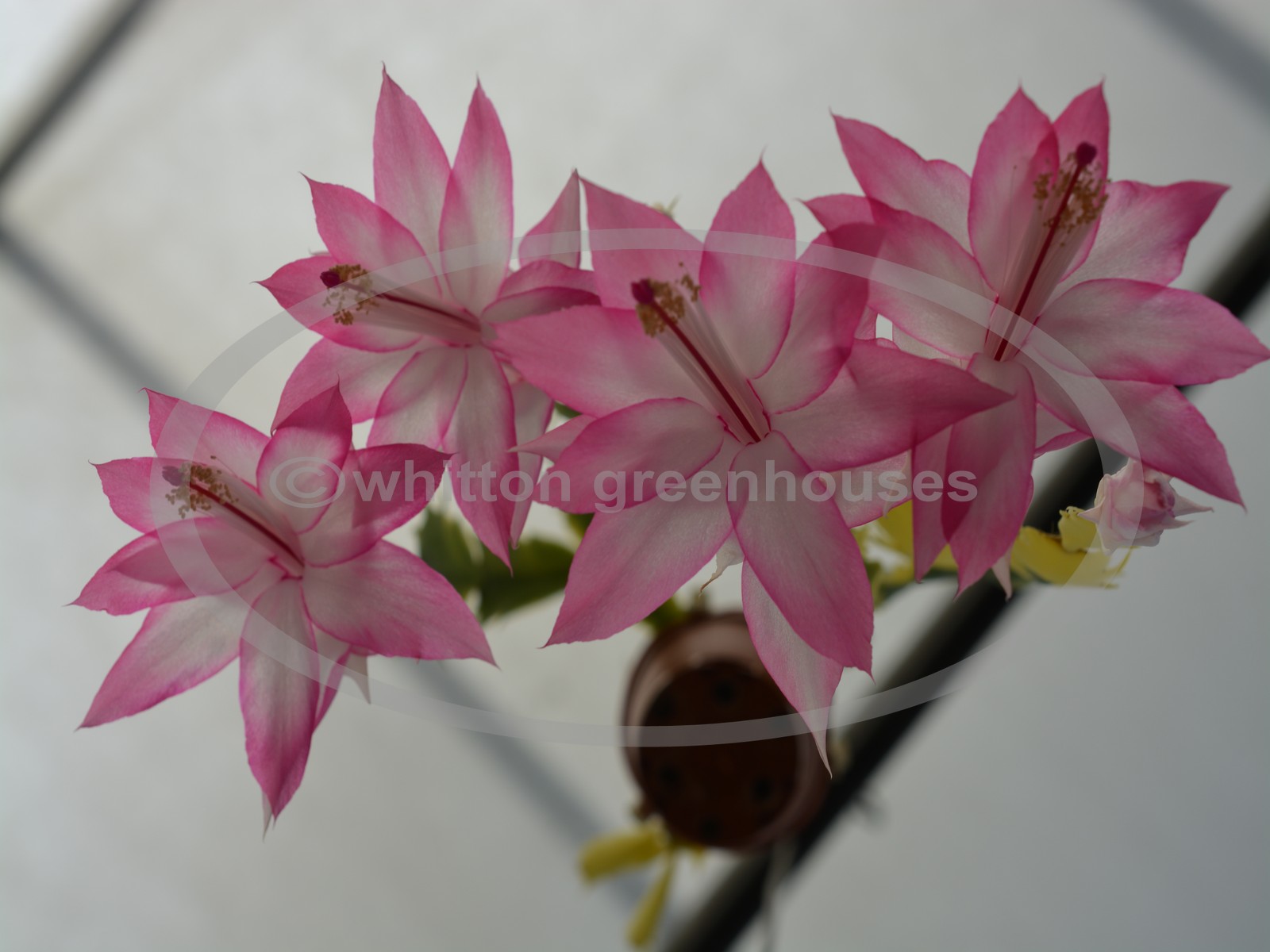 (image for) Madame Butterfly Variegata