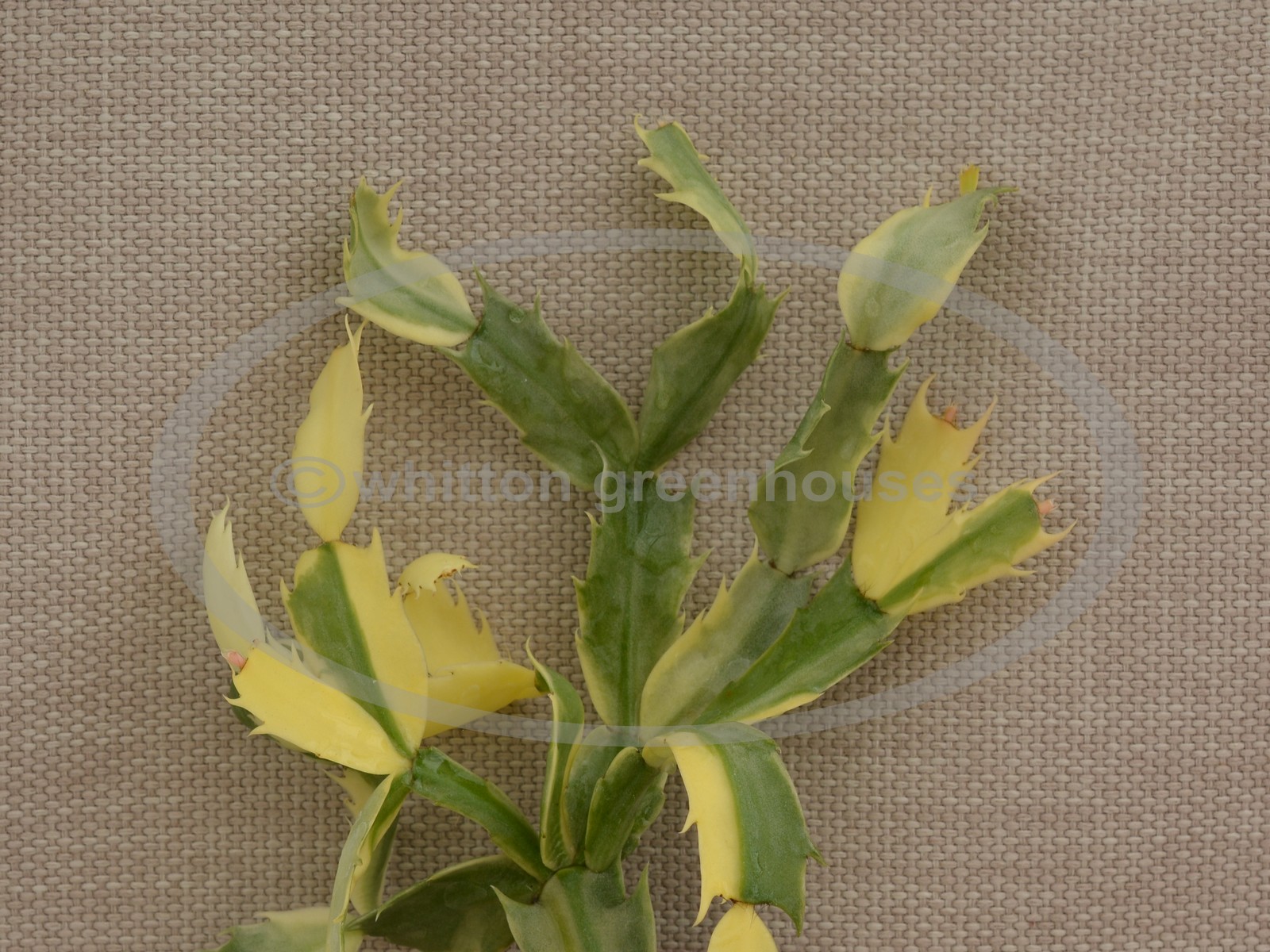 (image for) Madame Butterfly Variegata
