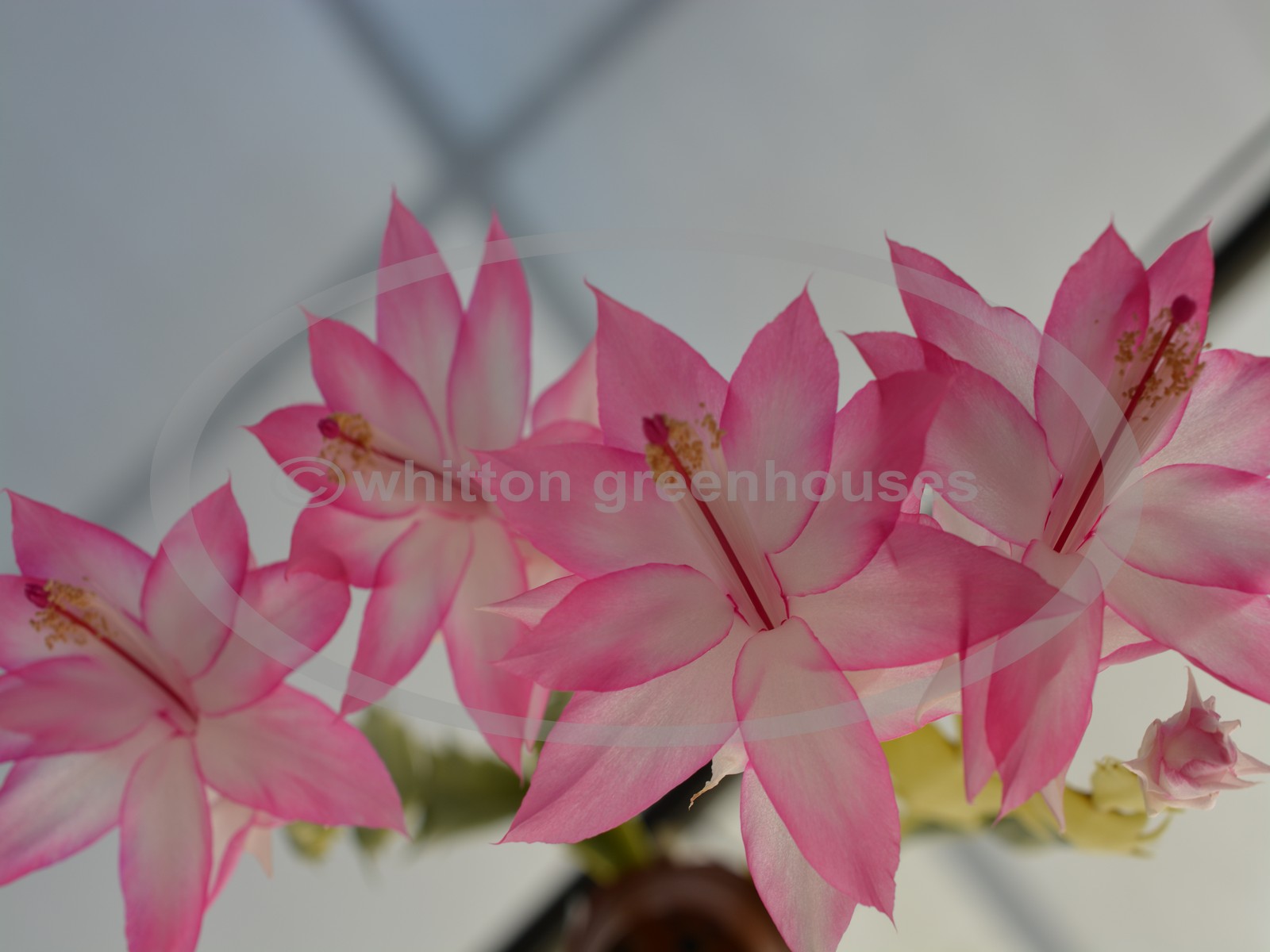 (image for) Madame Butterfly Variegata