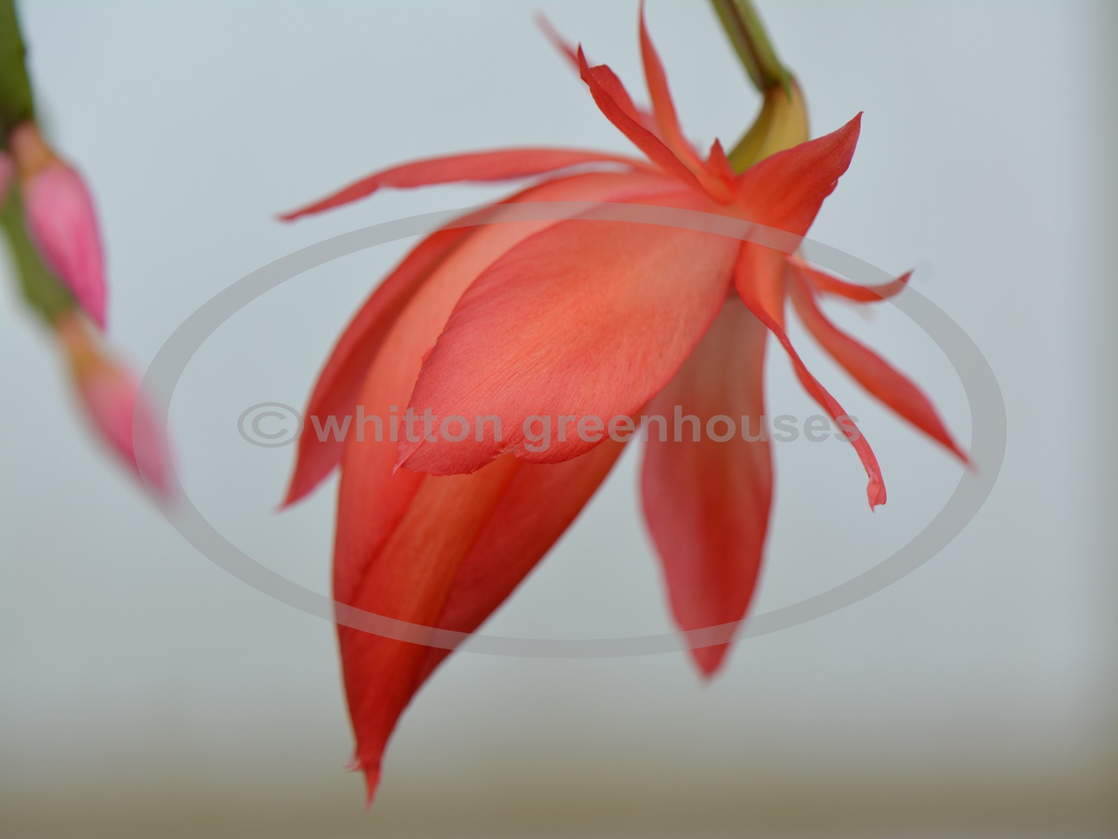 (image for) S. Orssichiana Orange Hybrid