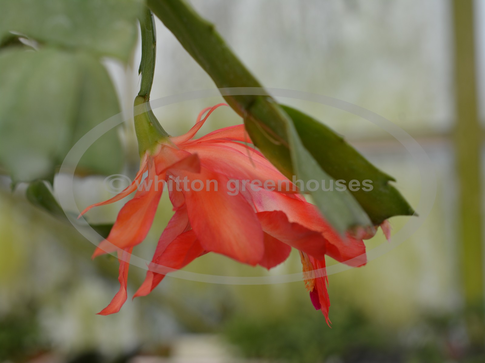 (image for) S. Orssichiana Orange Hybrid