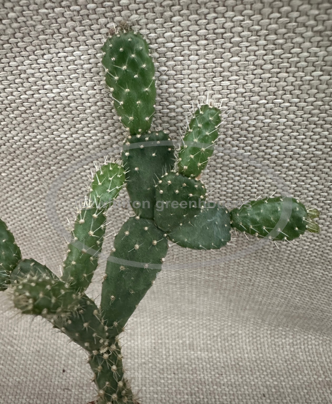 (image for) Schlumbergera opuntioides