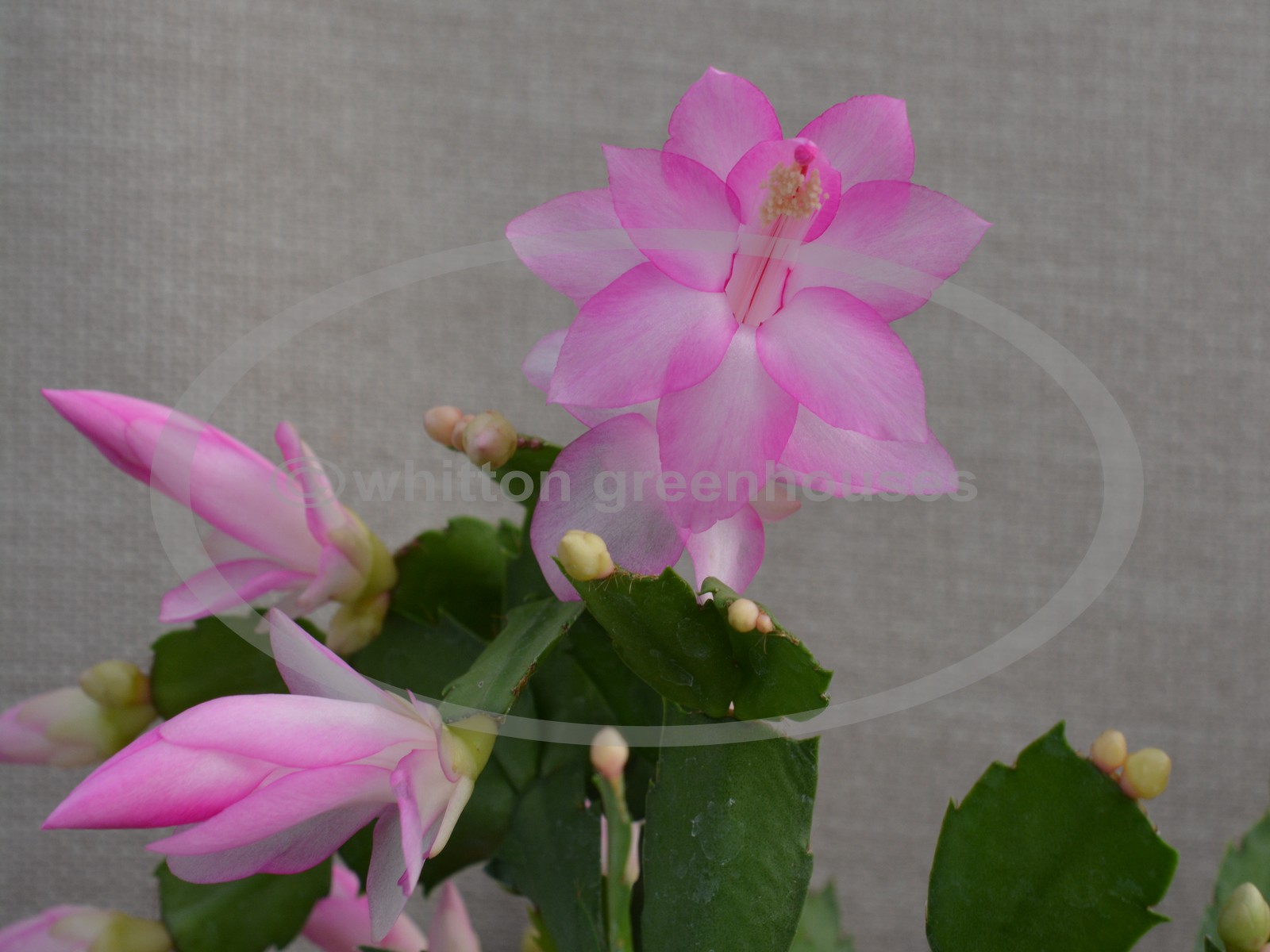 (image for) Thor Pandora