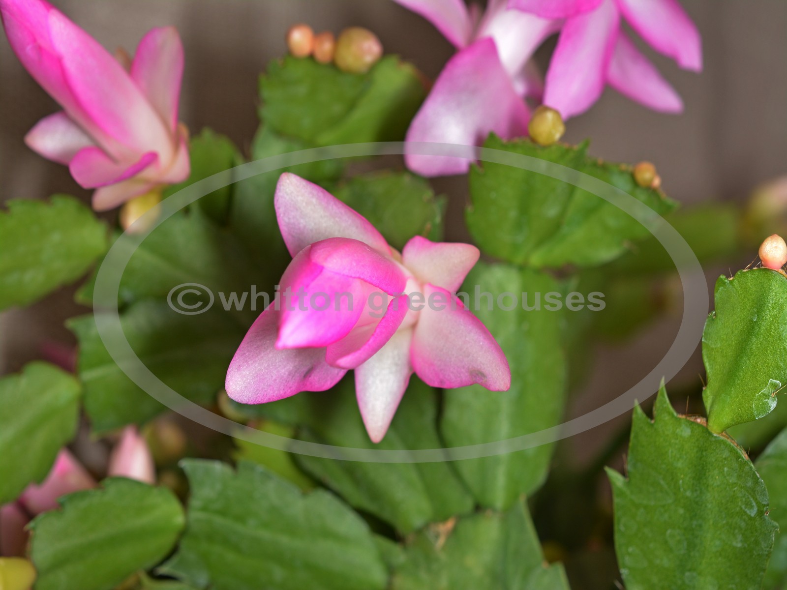 (image for) Thor Pandora