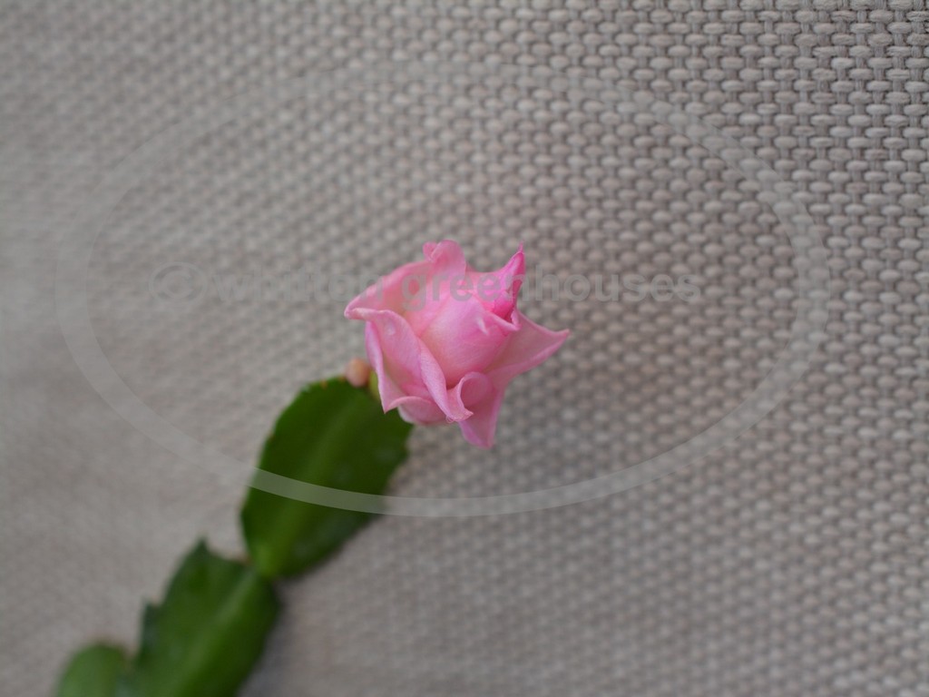 (image for) Pink Rose