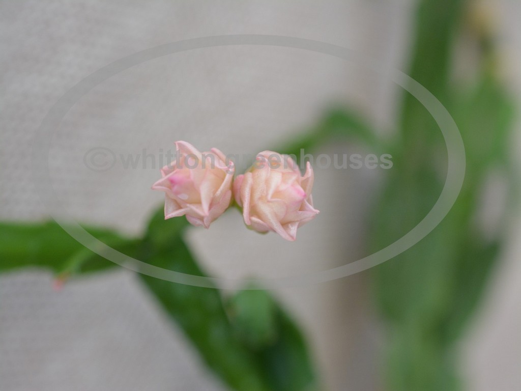 (image for) Pink Rose