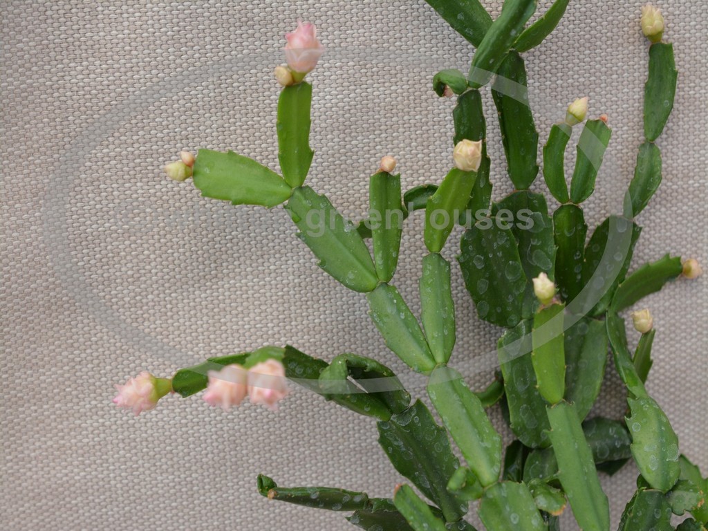 (image for) Pink Rose