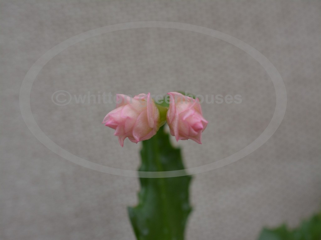 (image for) Pink Rose