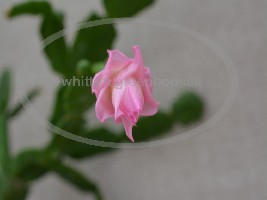 (image for) Pink Rose