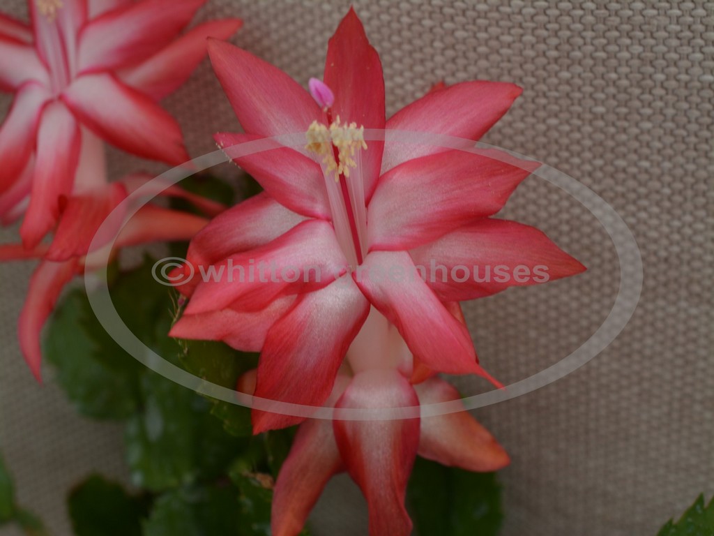 (image for) Russian Dancer