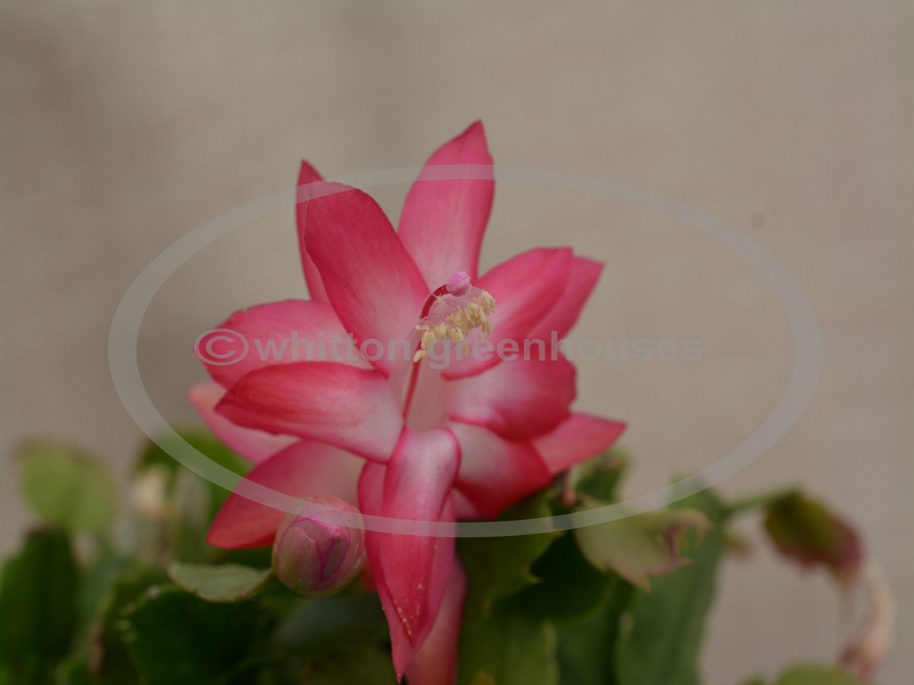 (image for) Russian Dancer