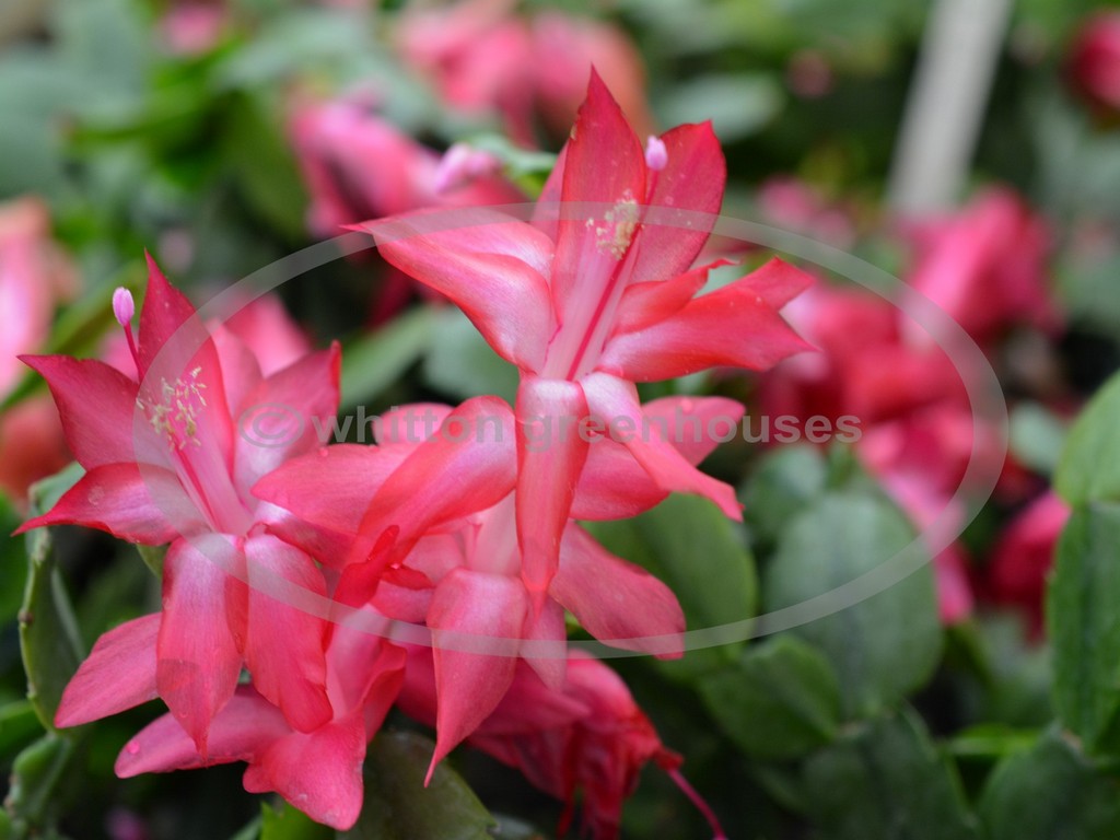 (image for) Russian Dancer