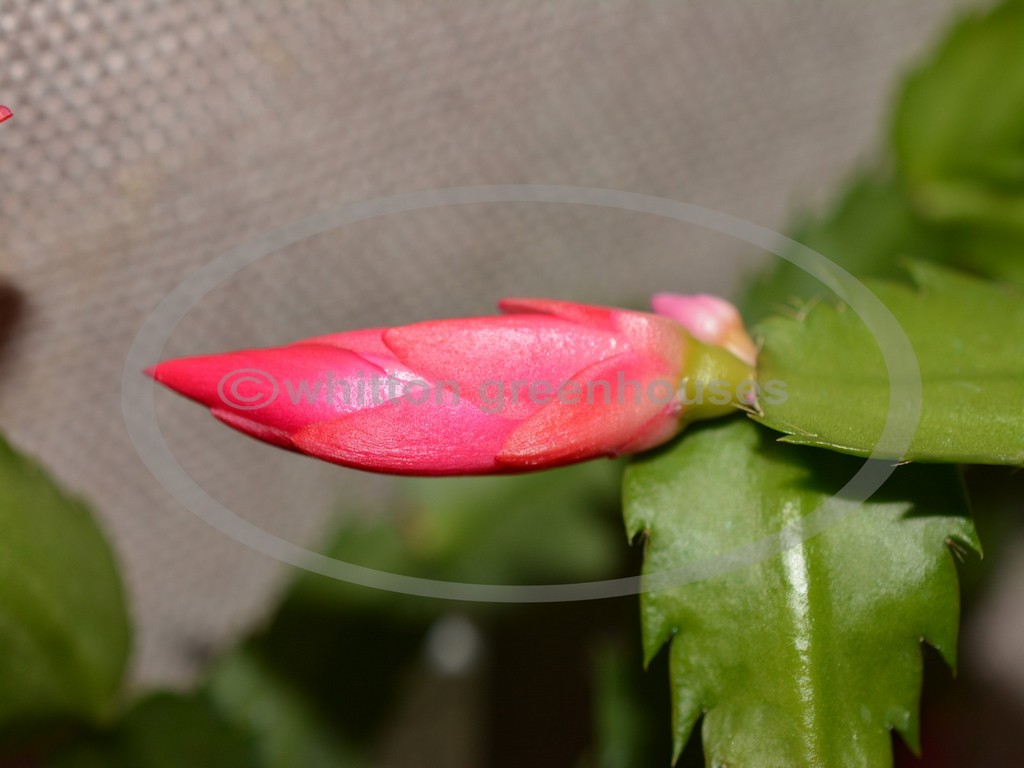 (image for) Russian Dancer