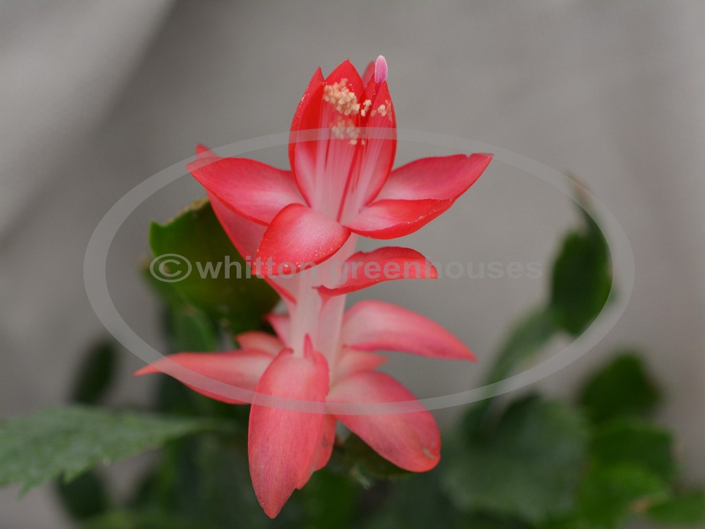 (image for) Russian Dancer