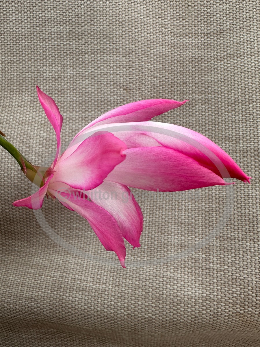 (image for) Ruth Day