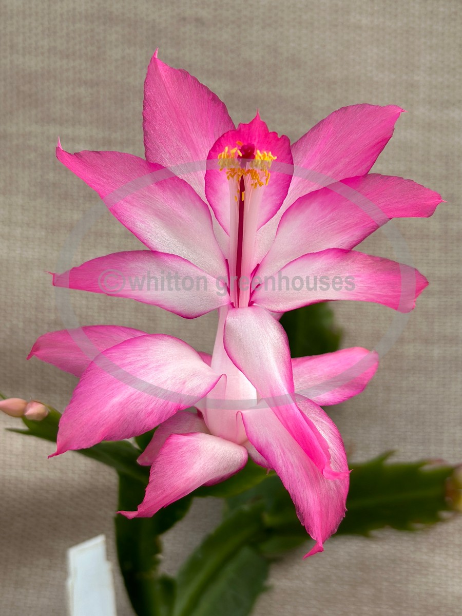 (image for) Ruth Day