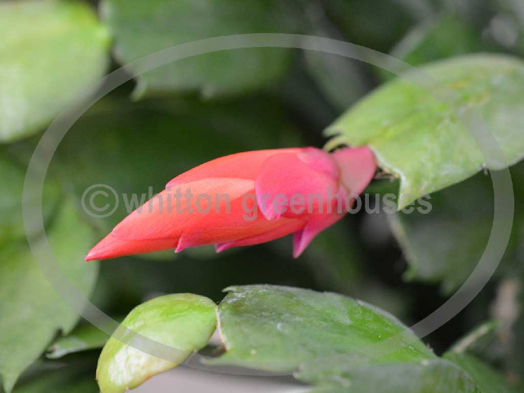 (image for) Sunburst