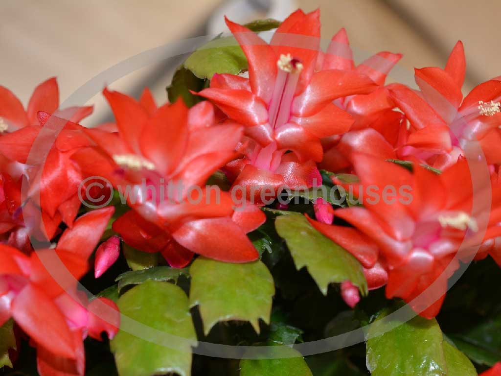 (image for) Sunburst