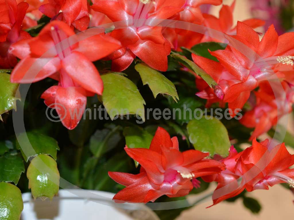 (image for) Sunburst