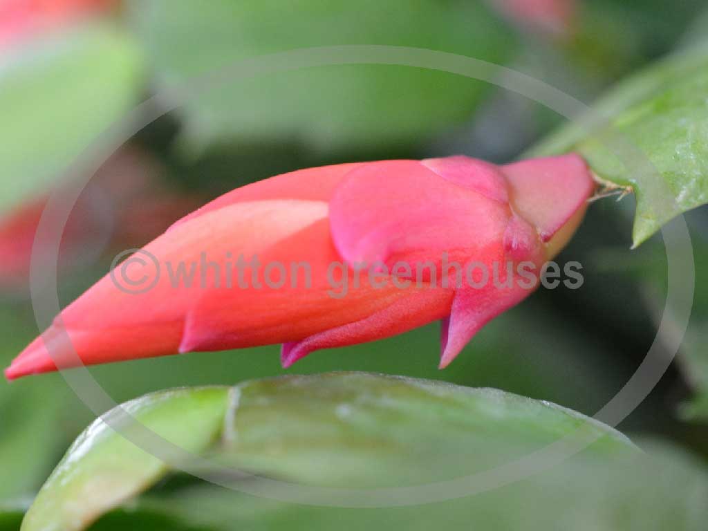 (image for) Sunburst