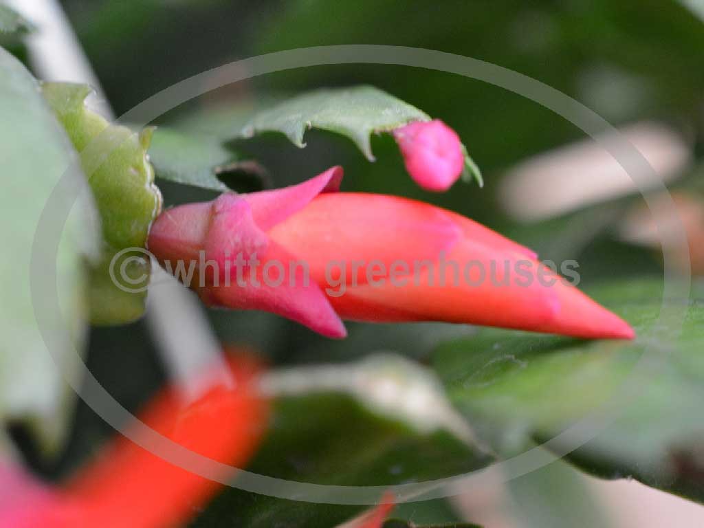 (image for) Sunburst