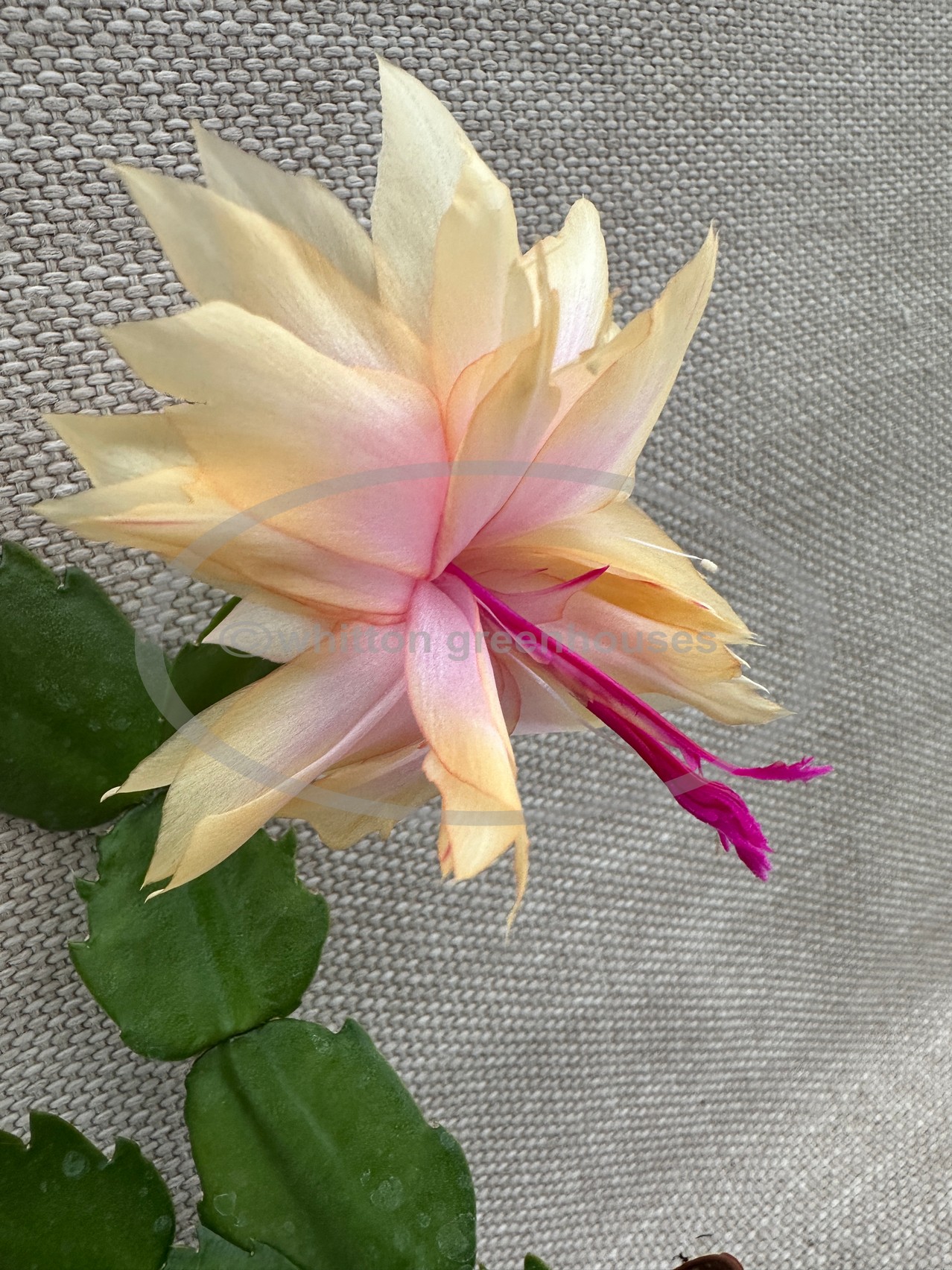 (image for) Sunshine