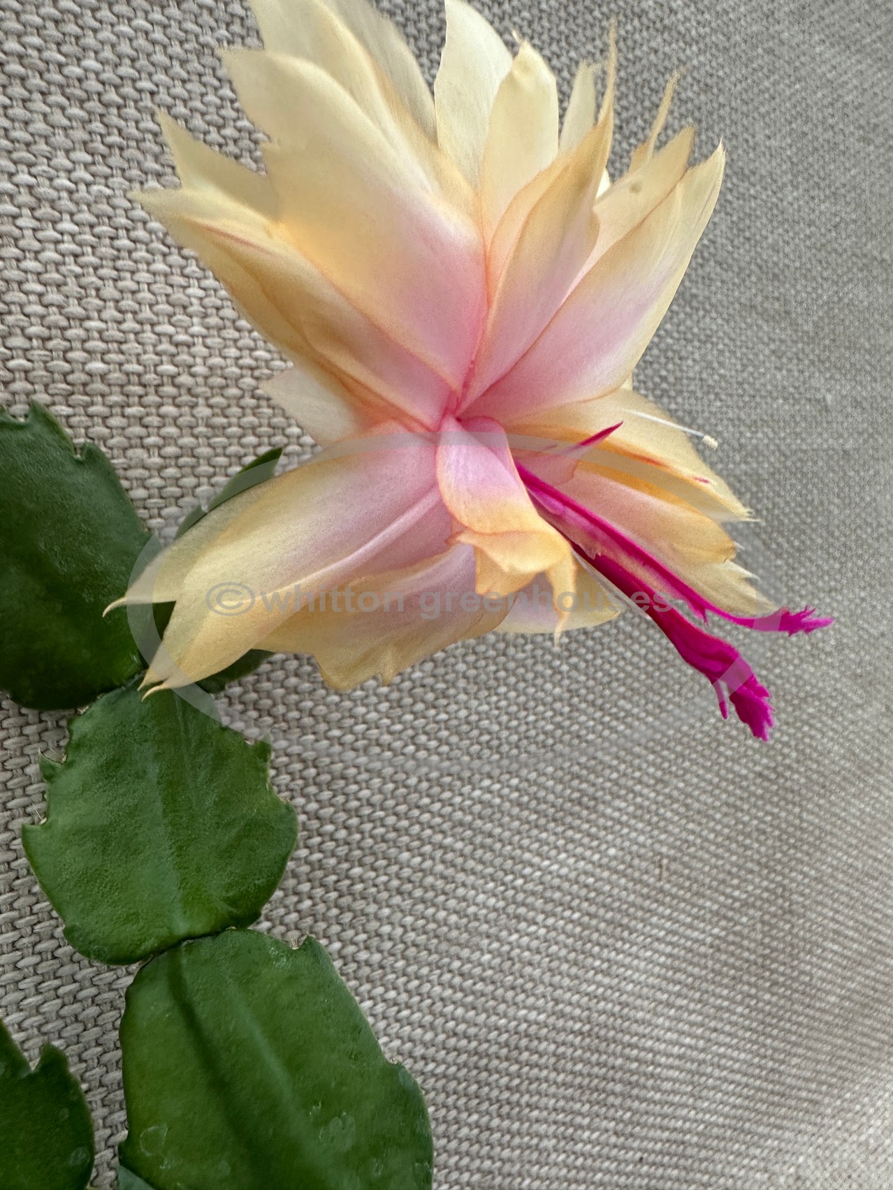 (image for) Sunshine