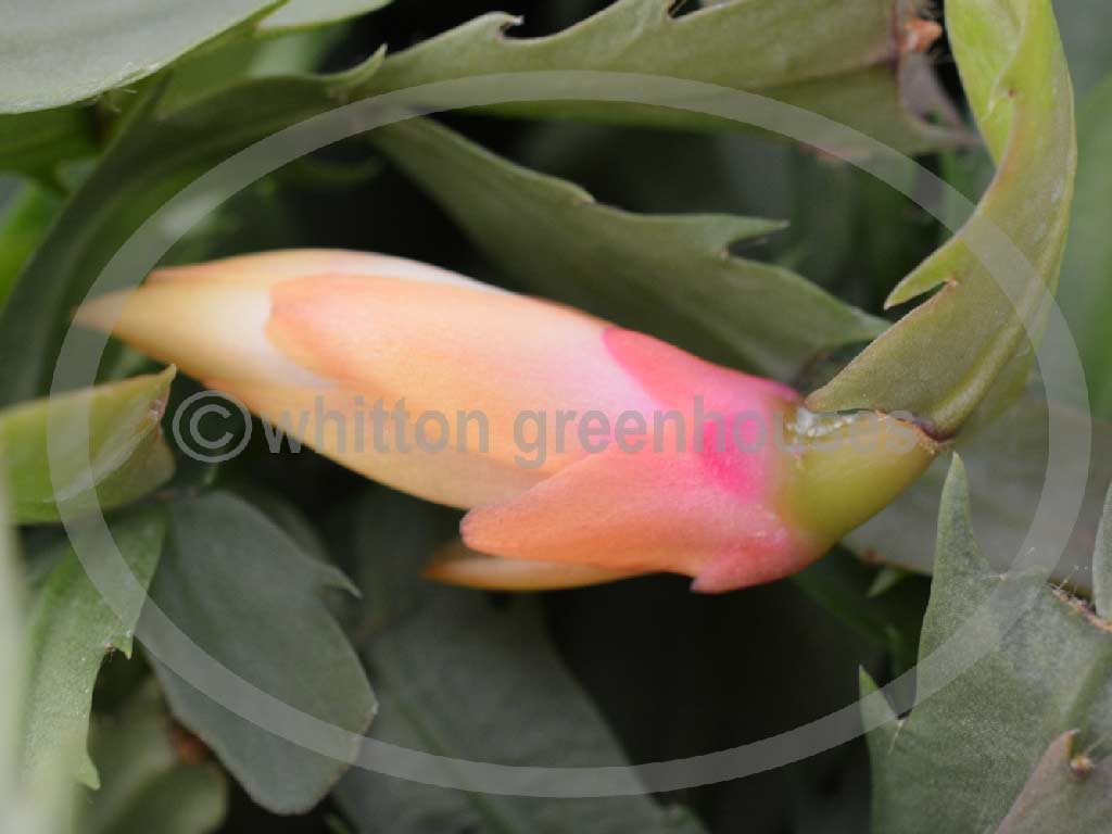 (image for) Thor Alex